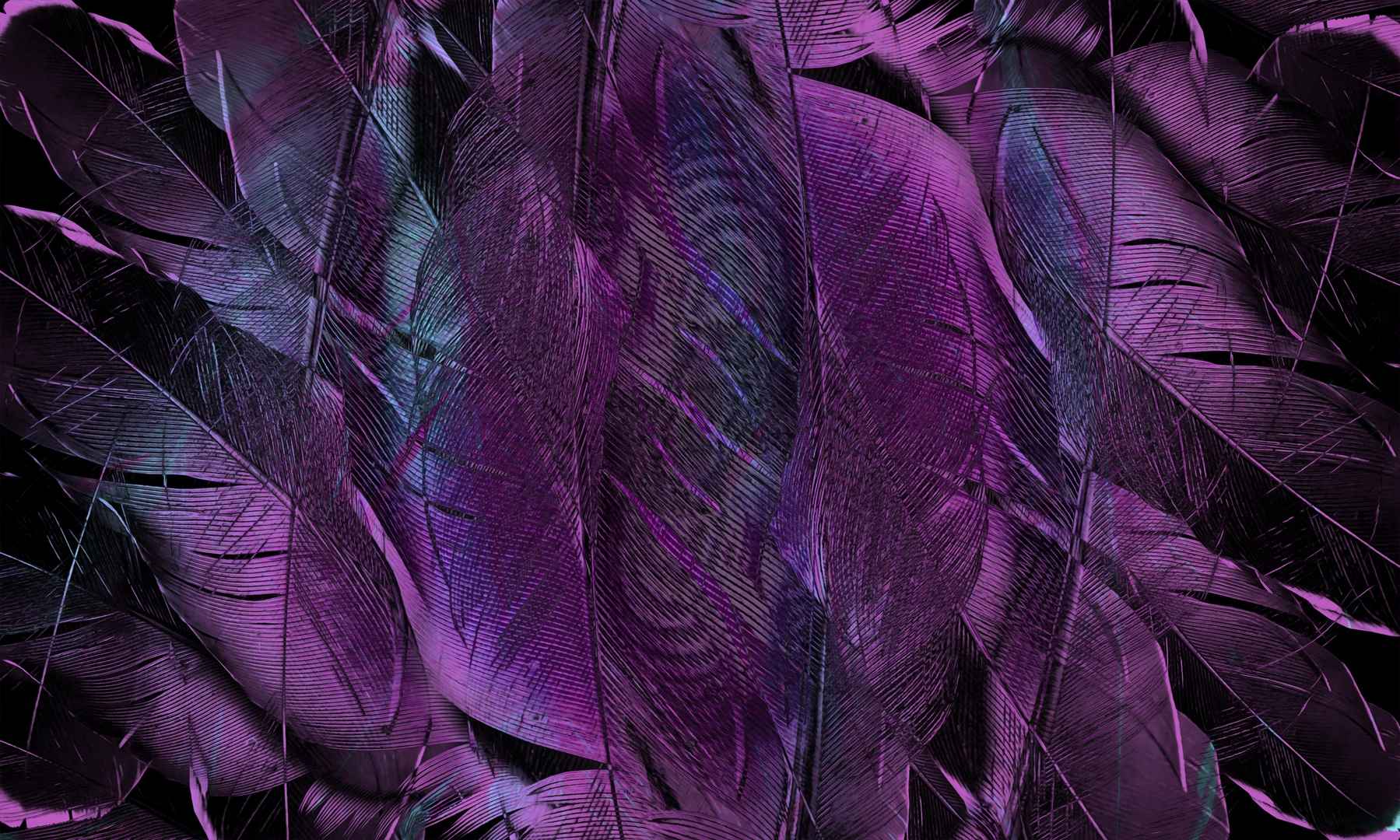 羽毛紫色系壁纸