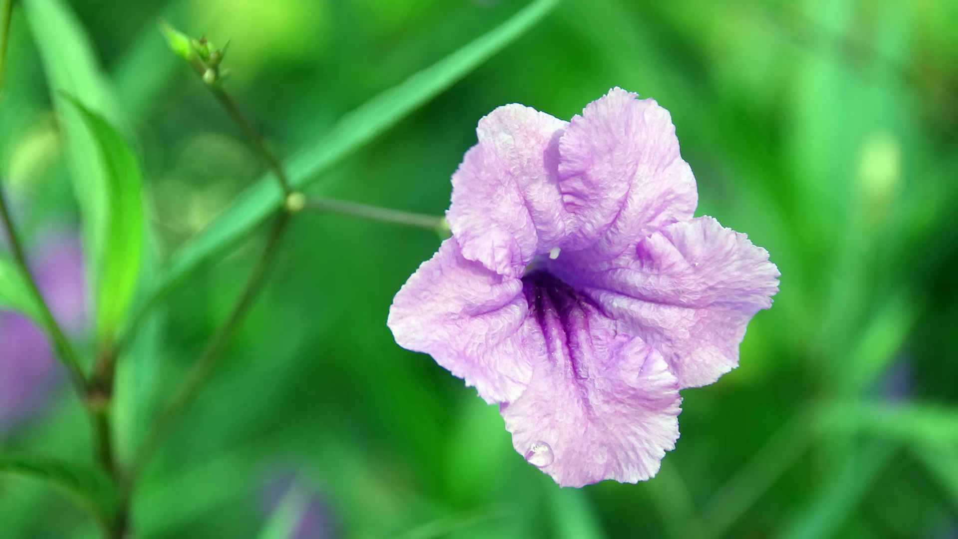 紫色矮牵牛花图片壁纸-