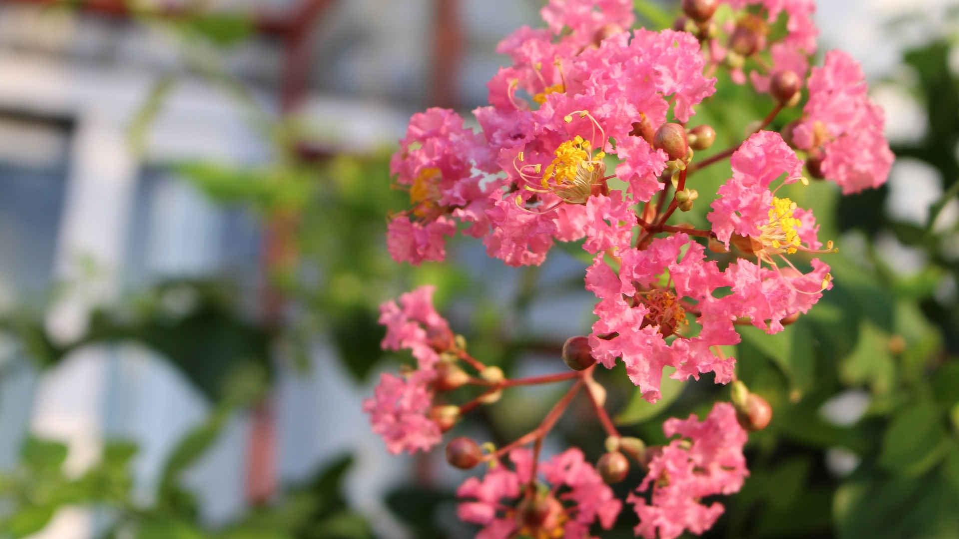 最漂亮粉色紫薇花壁纸图片-