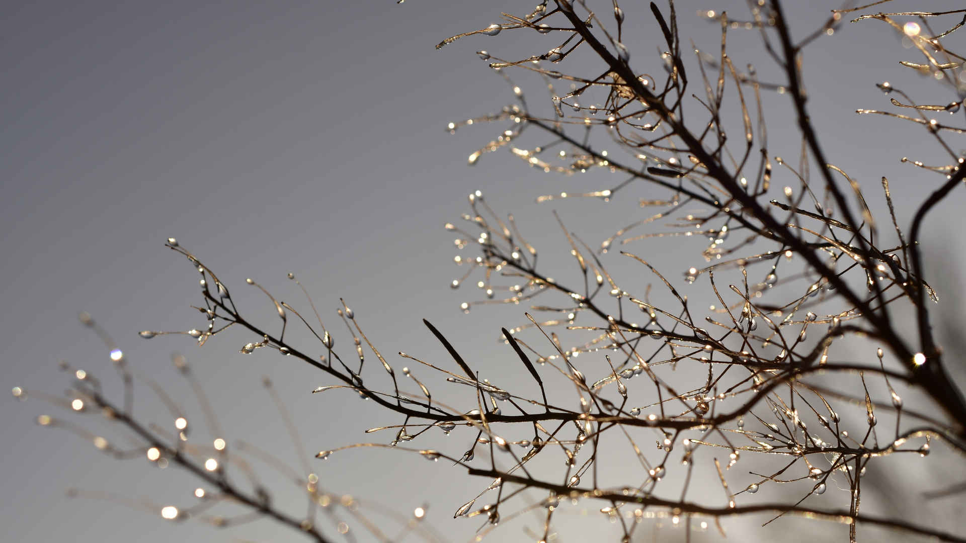 树枝上晶莹剔透水珠壁纸图片-
