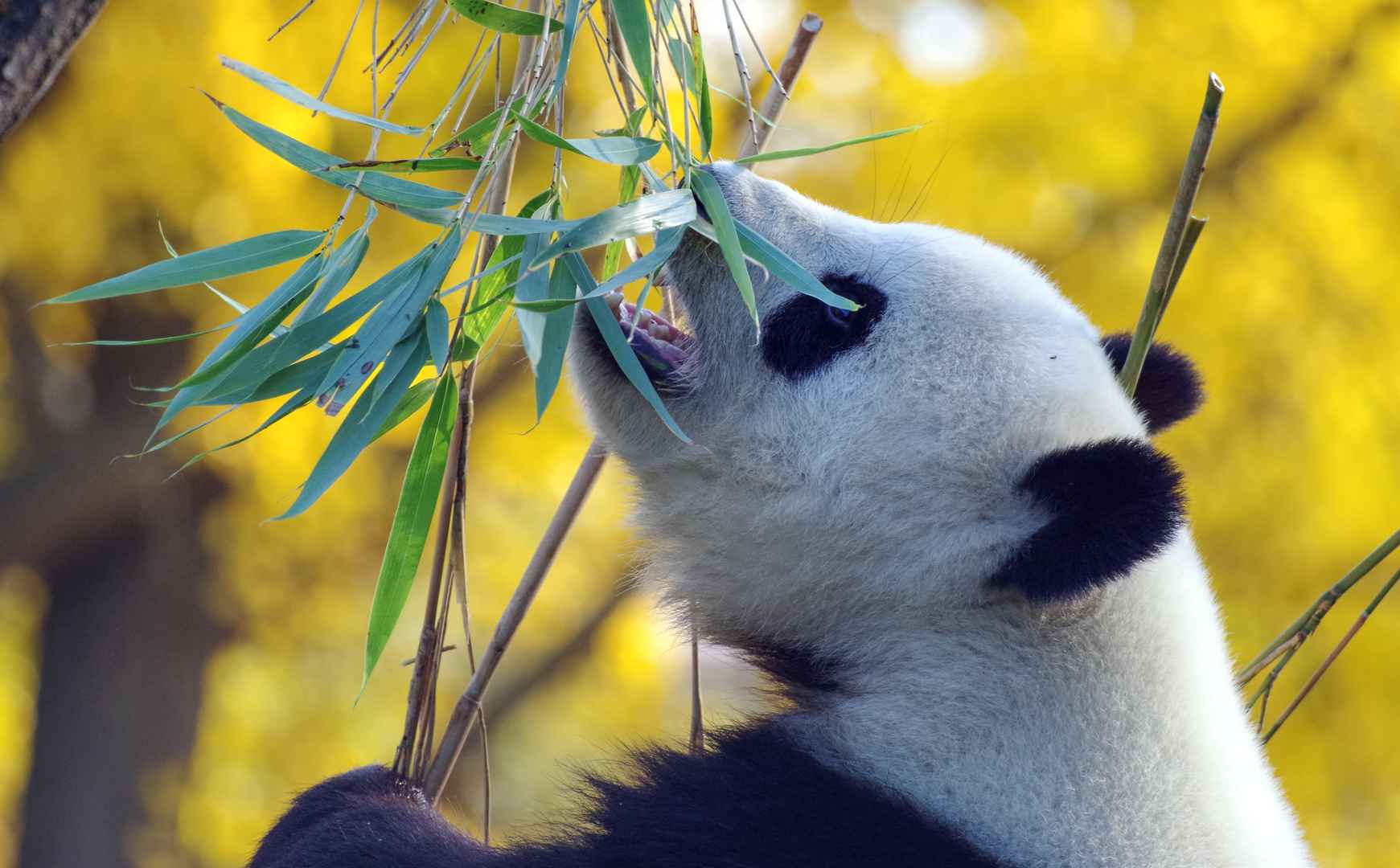 熊猫吃竹子呆萌壁纸图片