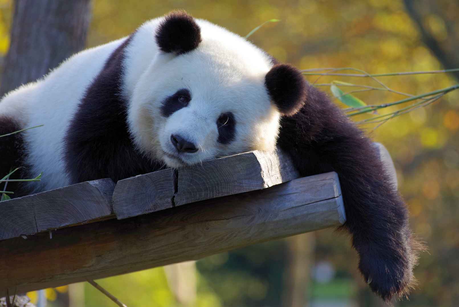 动物壁纸呆萌熊猫图片