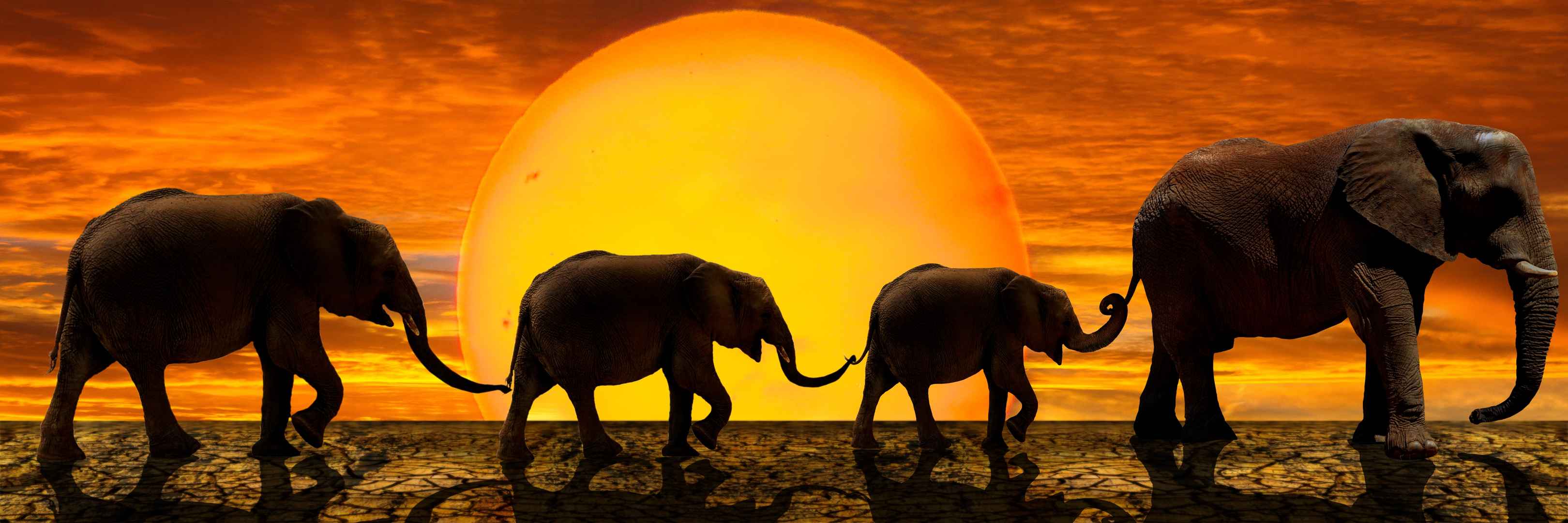日落下大象群迁徙图片壁纸