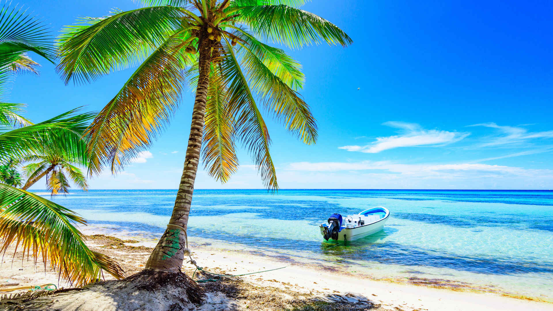 夏天 热带  大海 棕榈树 岛屿  海边 壁纸图片