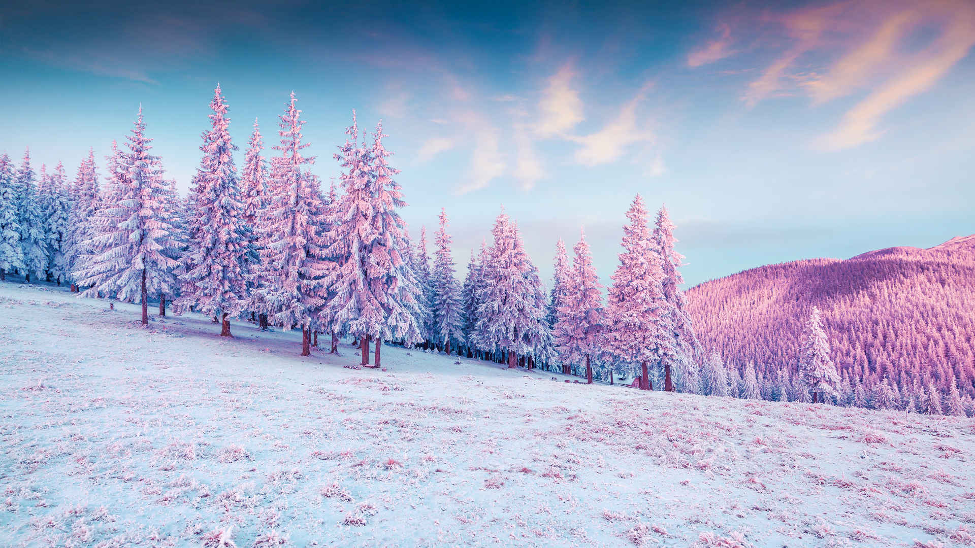 冬天 雪景  森林壁纸图片