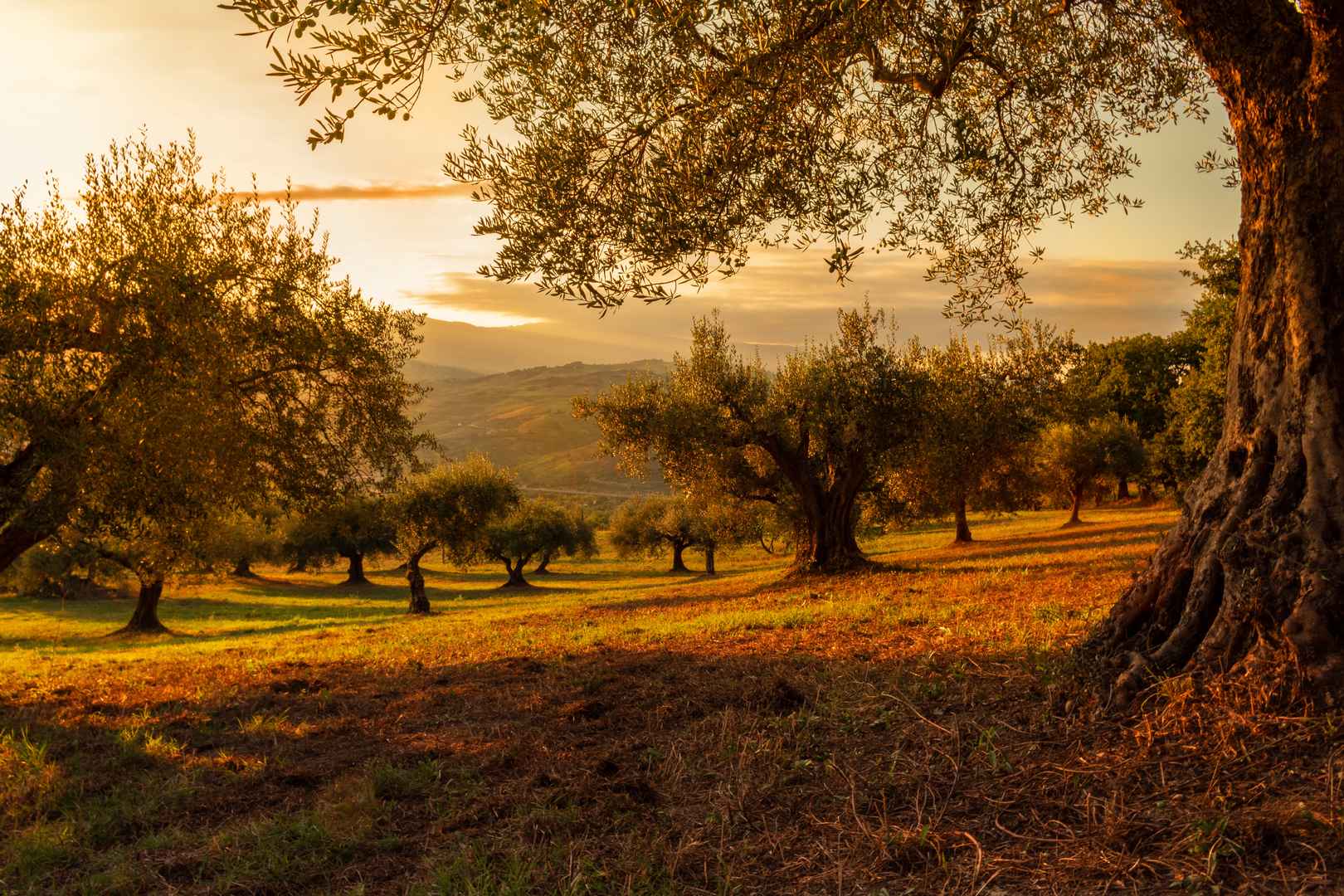 日落橄榄树草地人工林风景图片