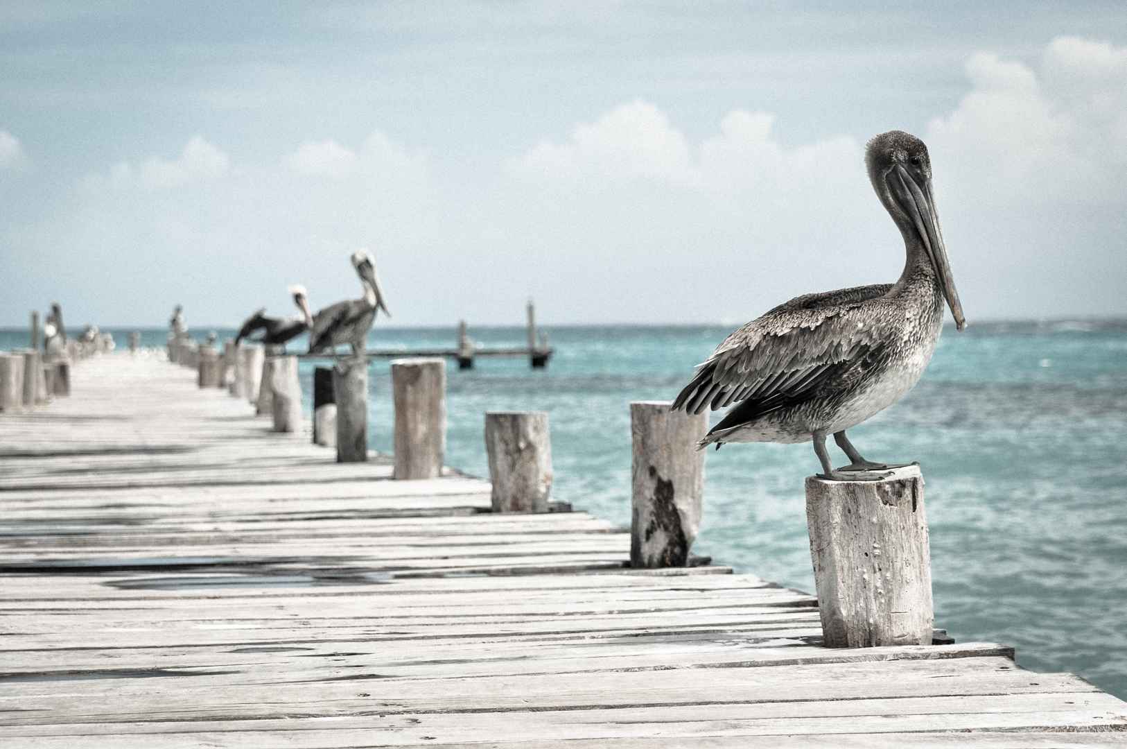 海洋码头醍醐鸟图片