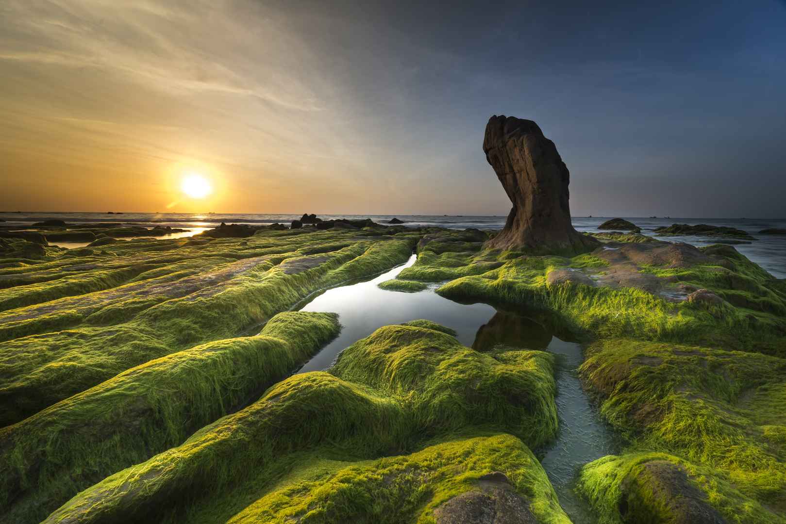 苔藓 海滩 海岸 藻类 图片