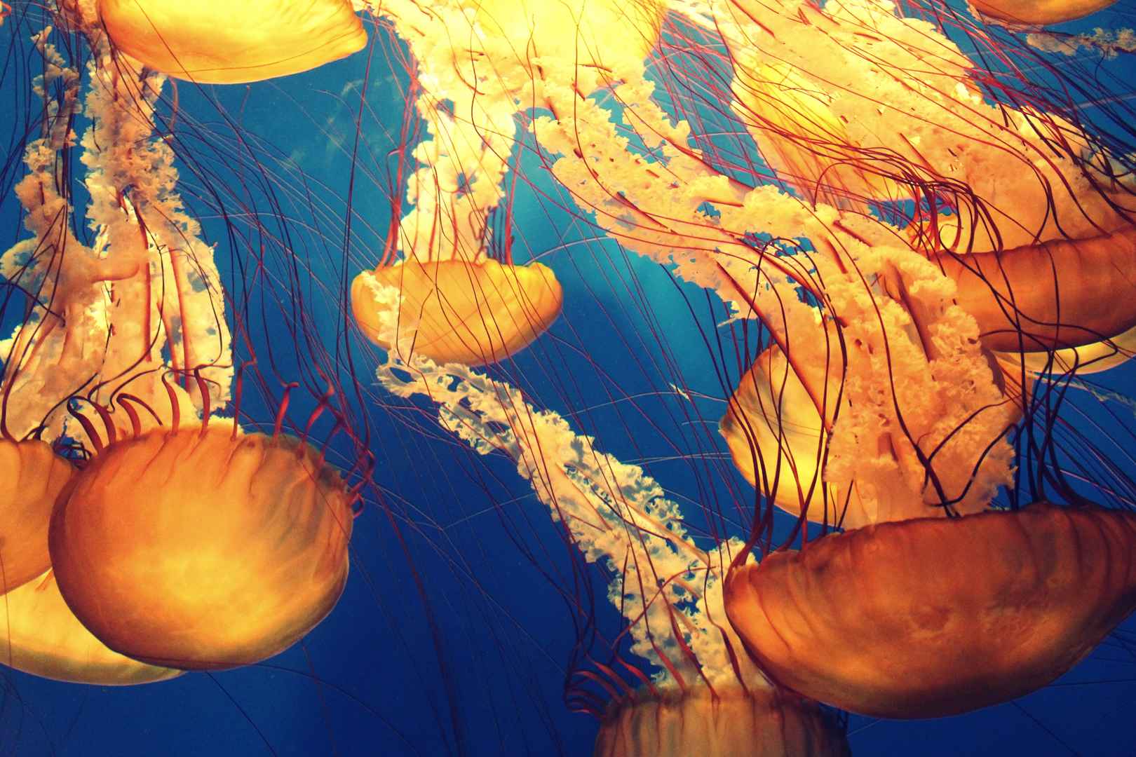 海洋生命 海蜇 深海  图片