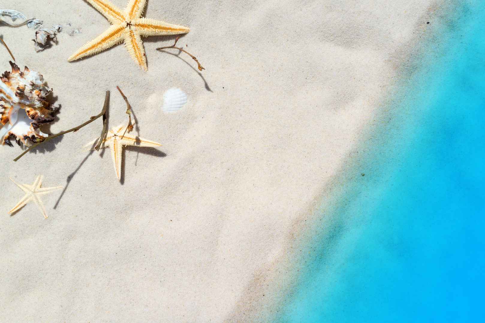 夏季 贻贝 海星 沙滩 海滩 图片