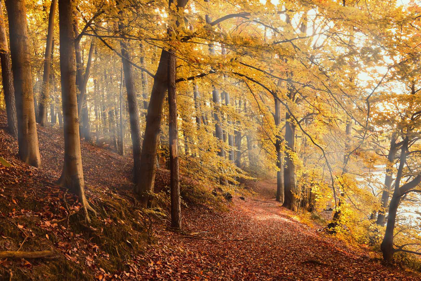 秋天的森林落叶图片
