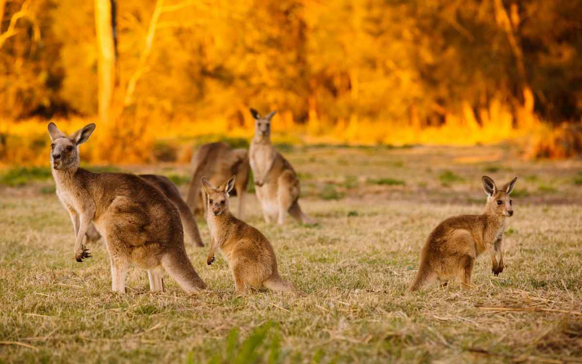 澳大利亚袋鼠图片-
