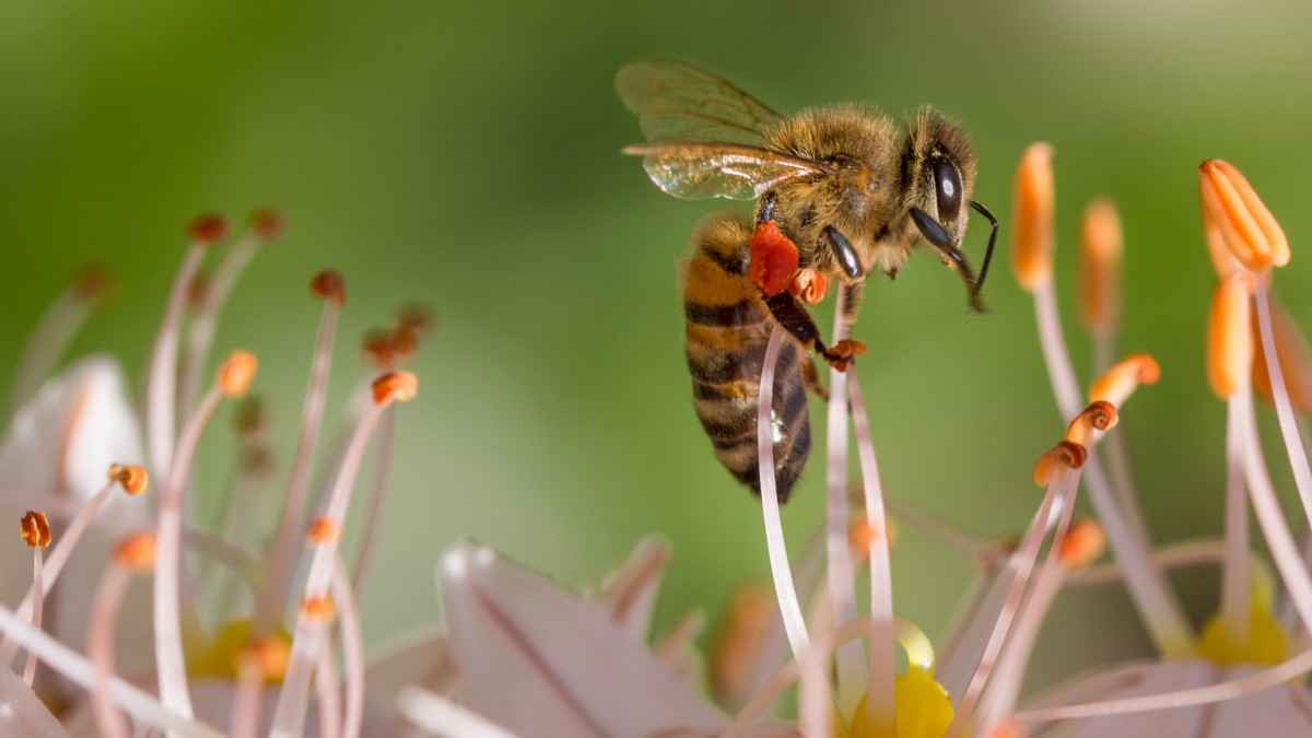 采花蜜的小蜜蜂图片壁纸