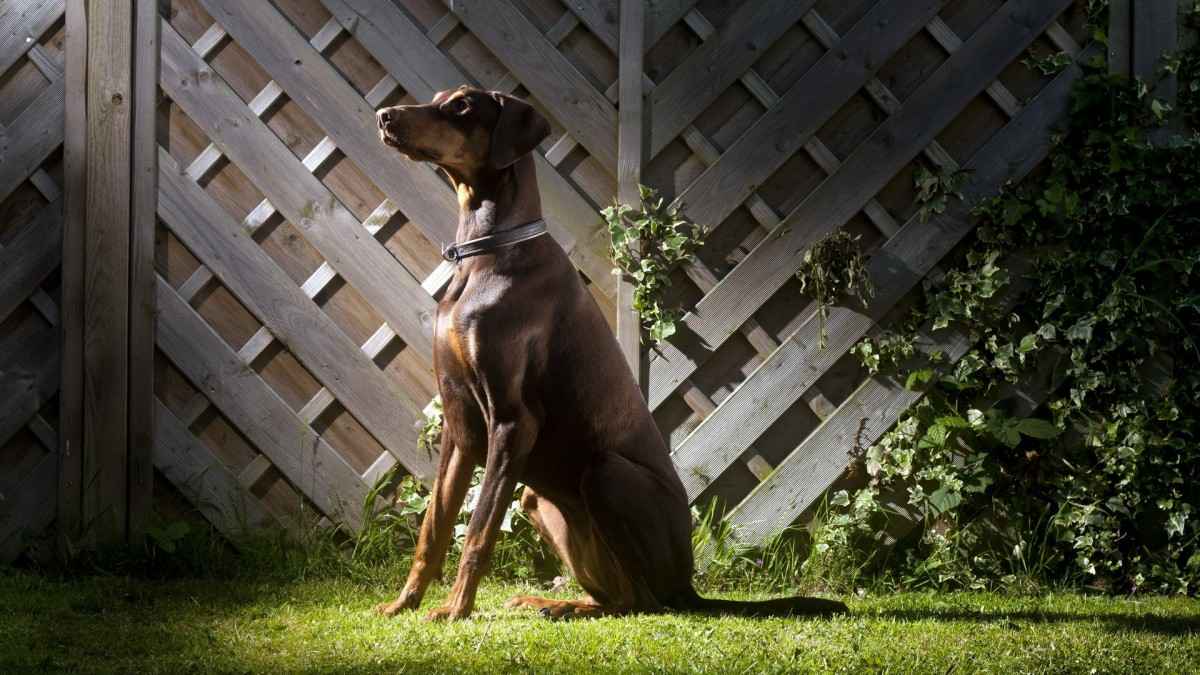 德国杜宾犬图片-