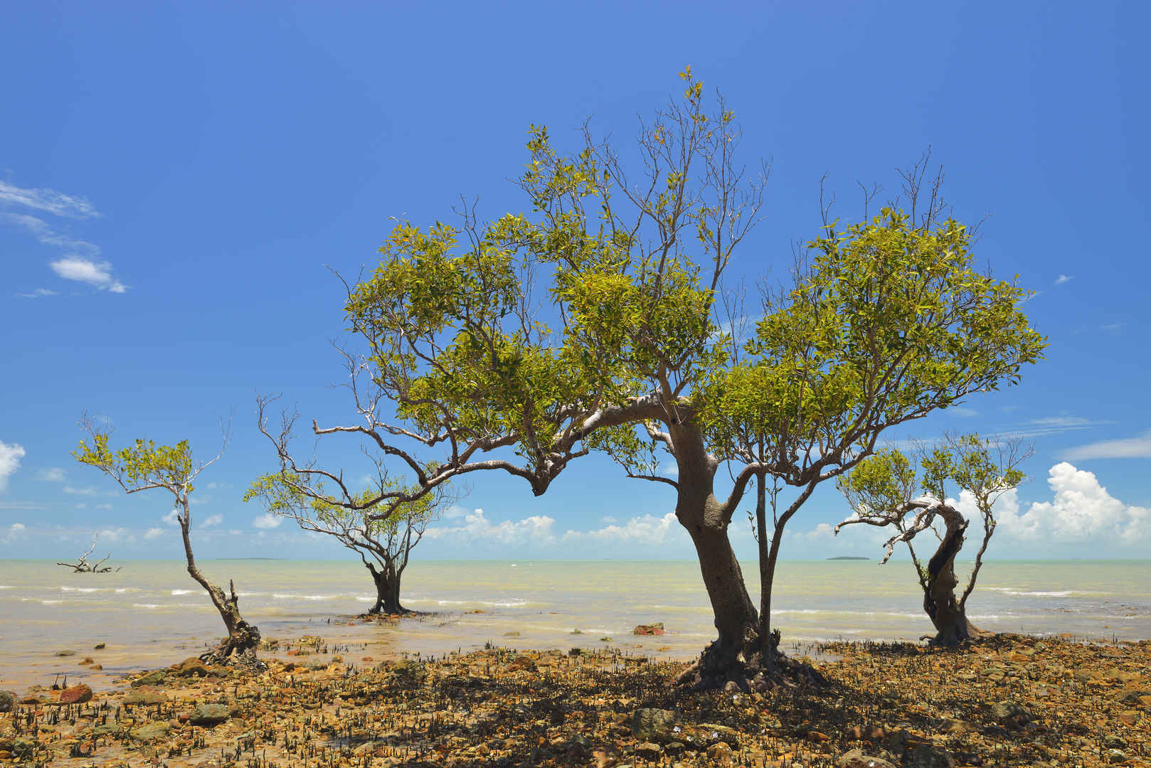 红树 石头 海岸 昆士兰 澳大利亚6k壁纸-