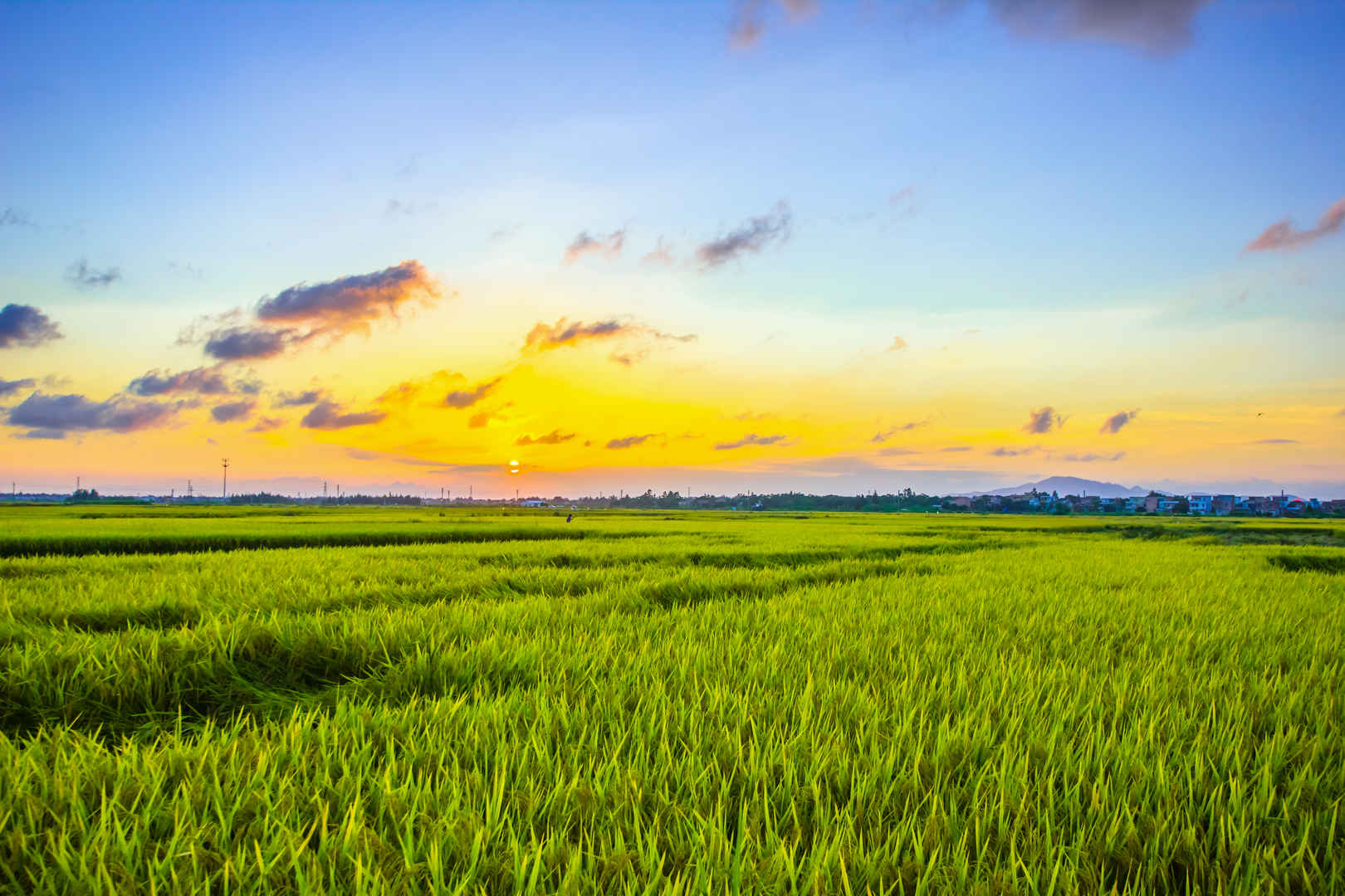 水稻 夕阳 天空 5k壁纸-