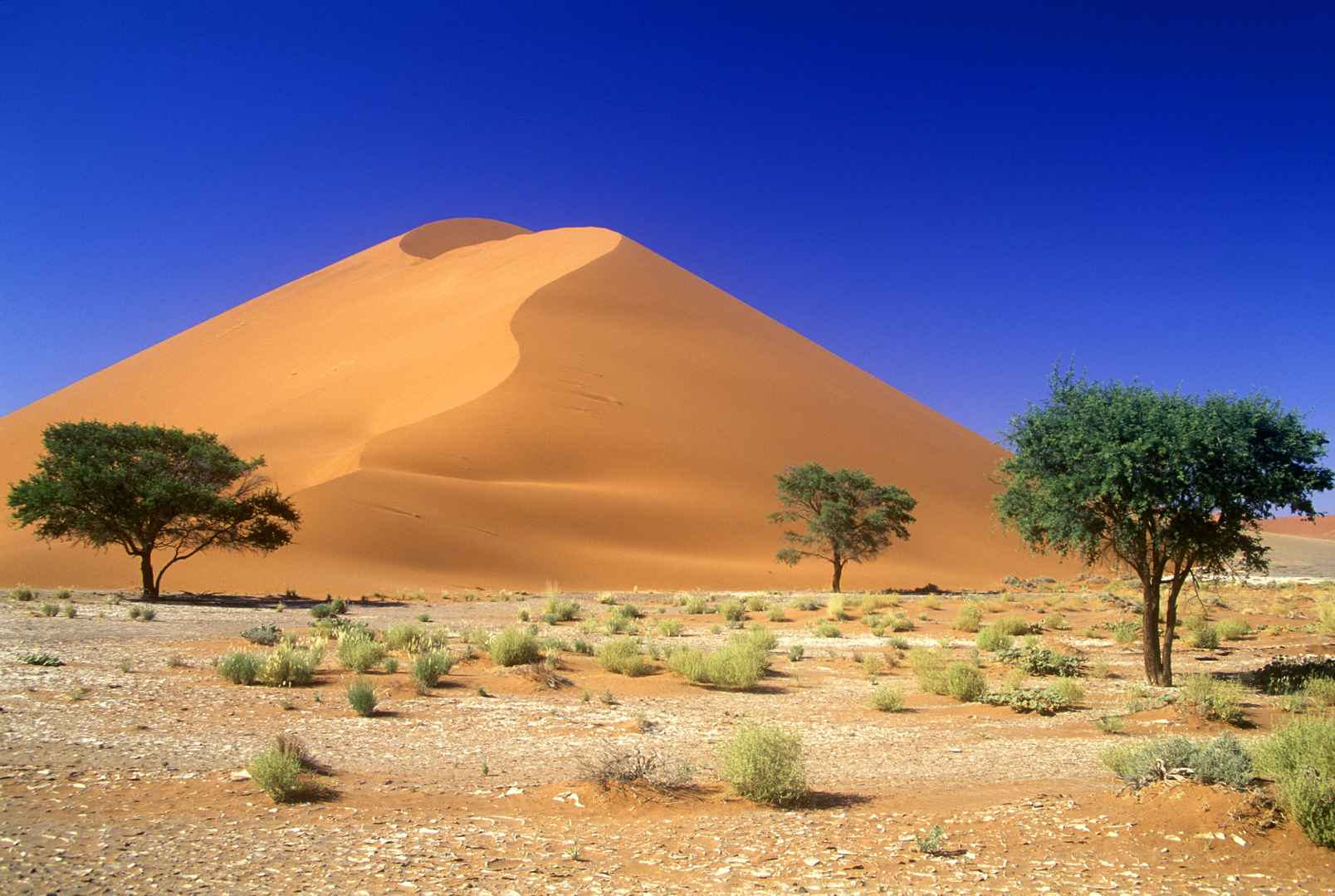 树 景色 沙漠 沙丘 索苏维来地区 纳米比亚4k壁纸-