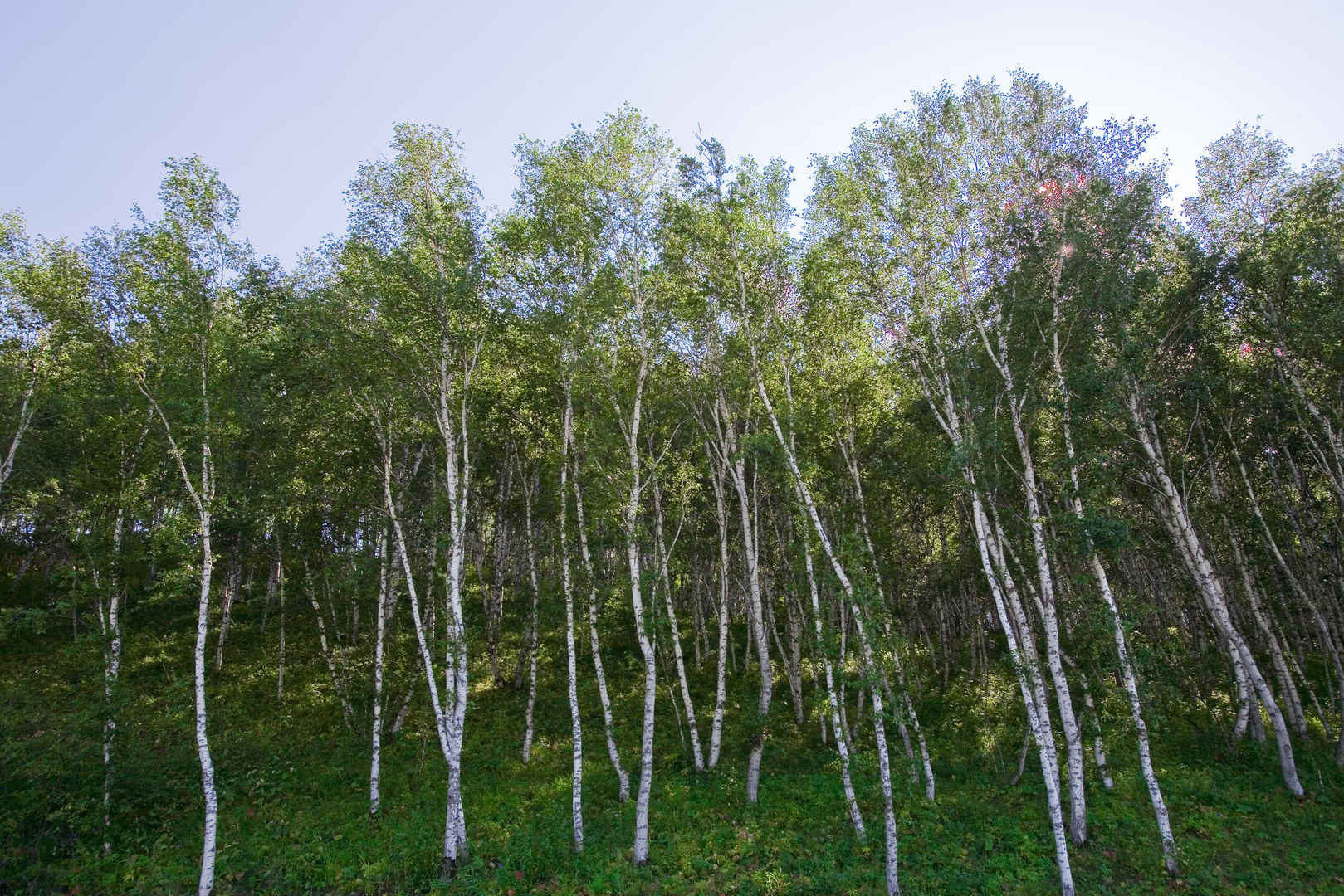 内蒙,坝上,乌兰木统,乌兰木统草原 树林5k壁纸-