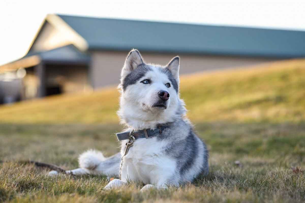 动物“灰狼”和雪地里的哈士奇犬桌面壁纸-