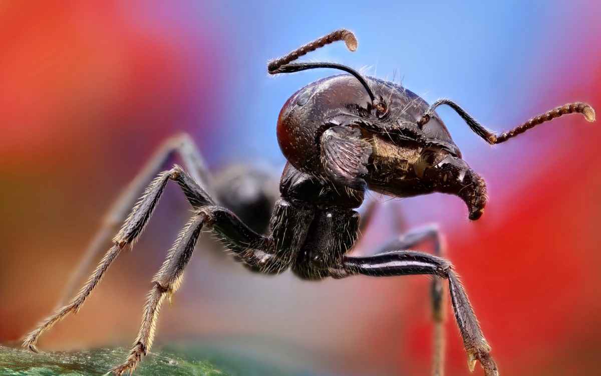 蚂蚁电脑壁纸-