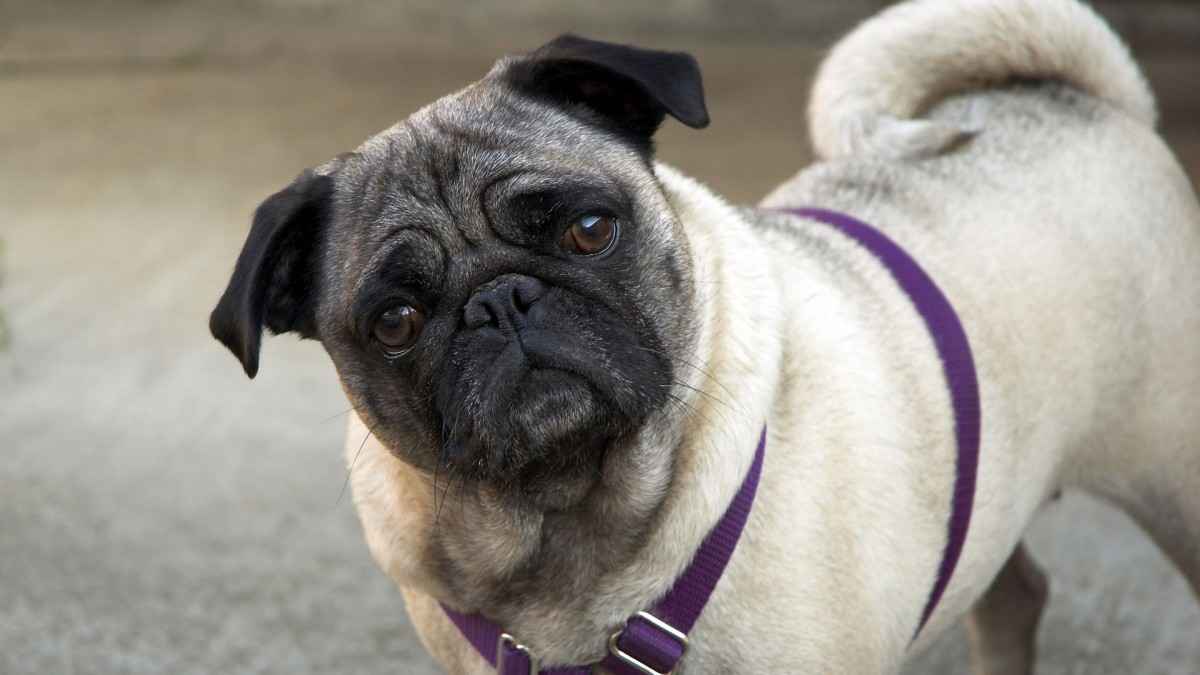 草地里的宠物狗狗“八哥犬”电脑桌面背景-