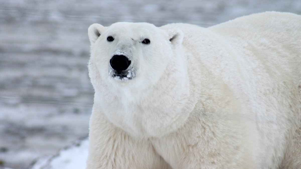 极地物种北极熊高清电脑桌面背景组图（一）套图1