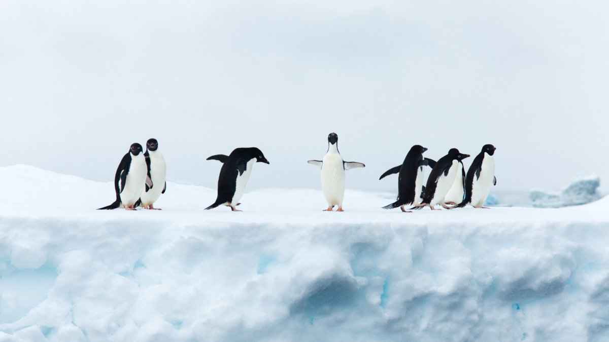 冰天雪地里的可爱小企鹅高清电脑壁纸图片-