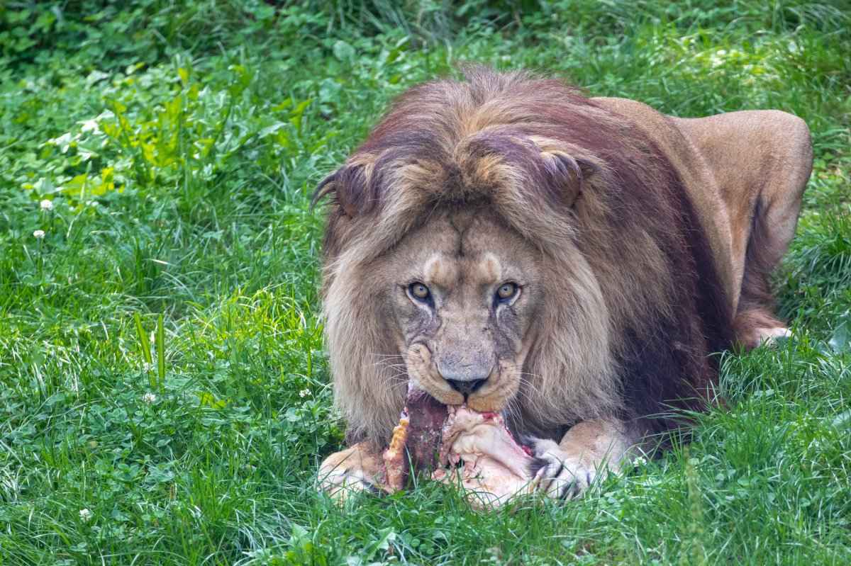 食肉动物雄性狮子的高清桌面壁纸，满头棕色毛发霸气侧漏-