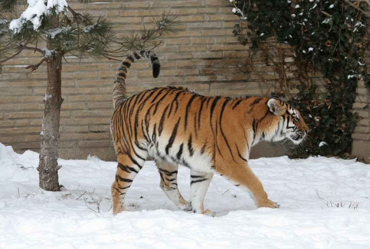 雪地里的猛兽“老虎”的高清桌面壁纸-