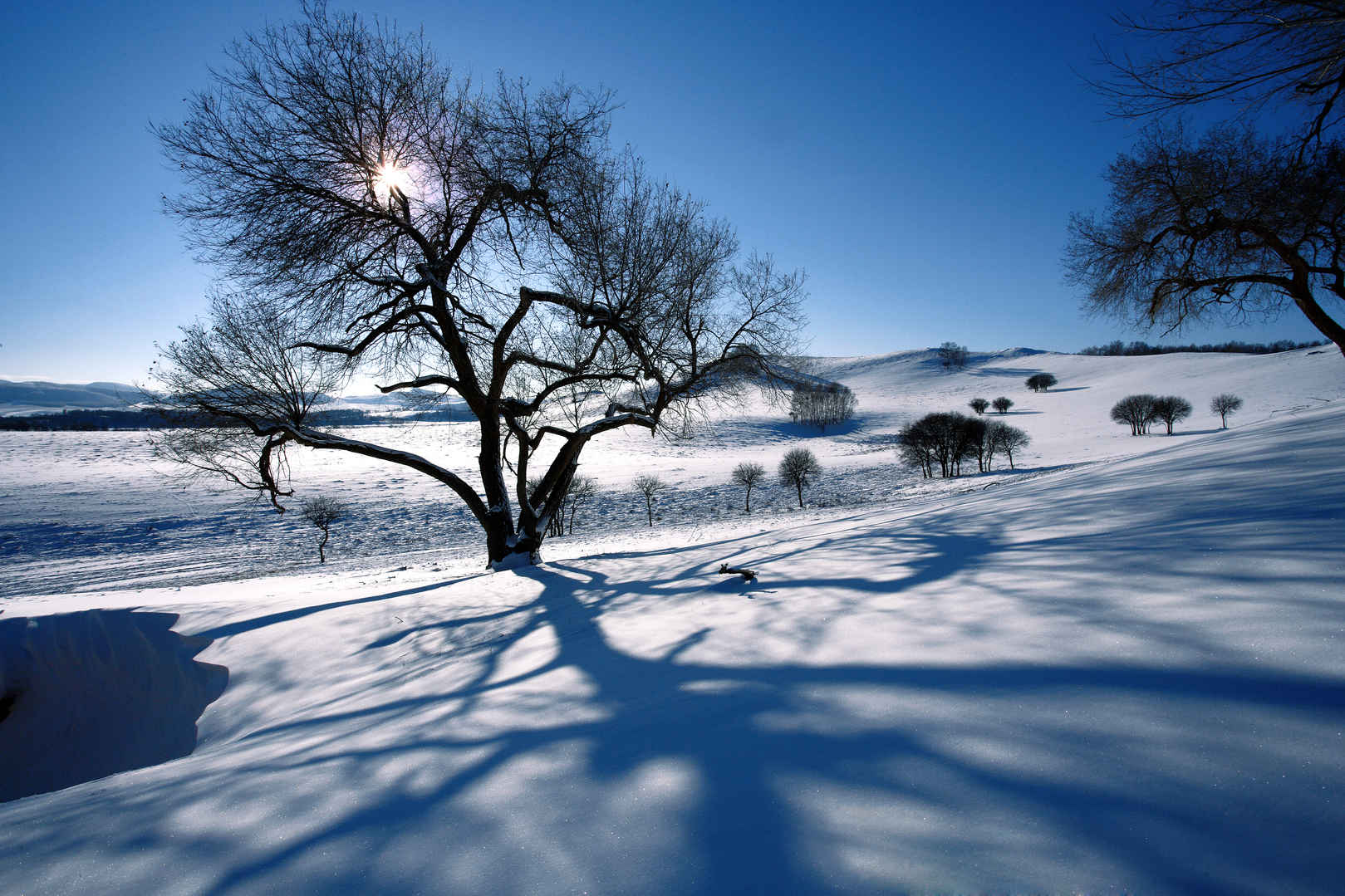 冬季积雪枯树壁纸图片大全-