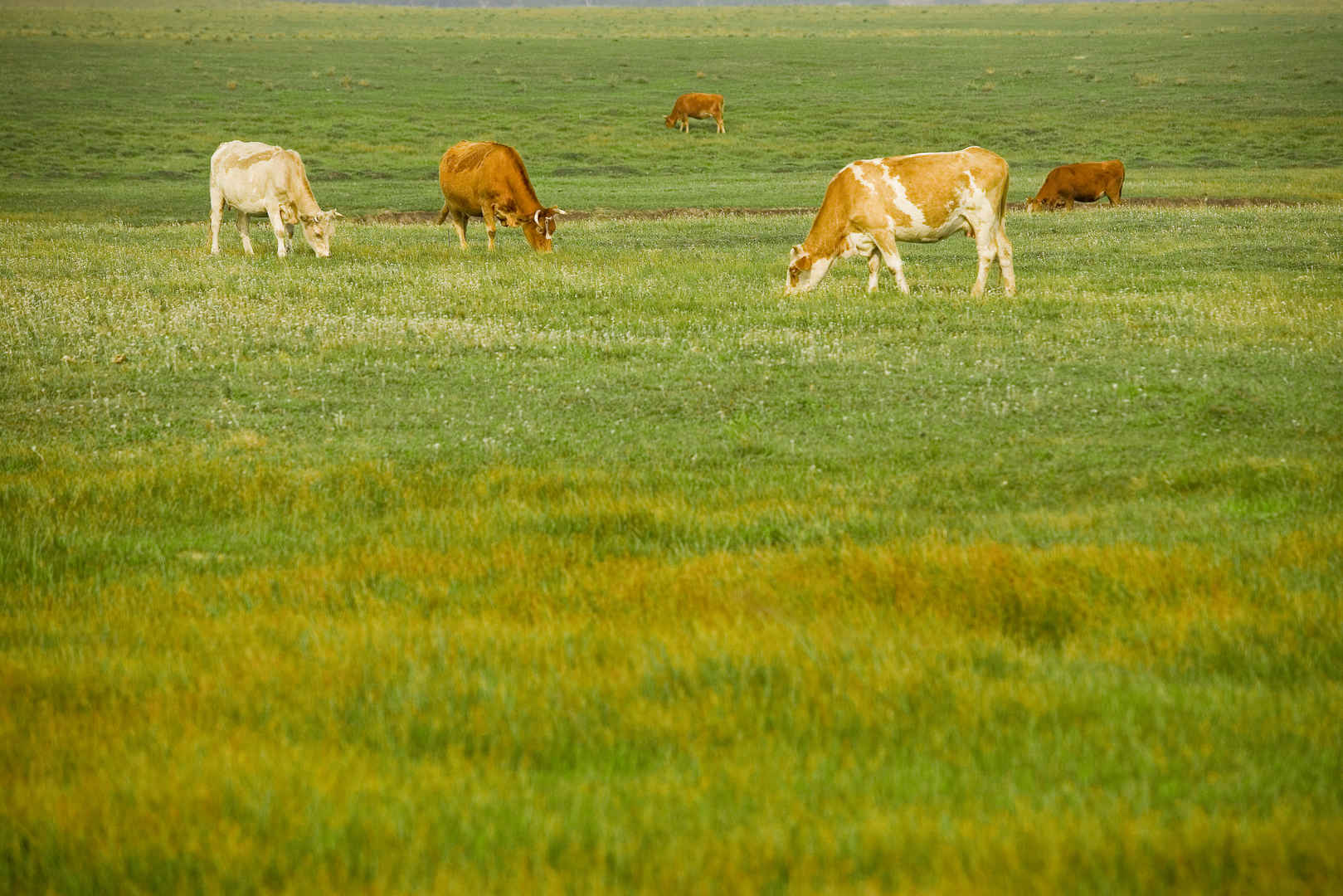 绿色草地上的牛羊壁纸图片-