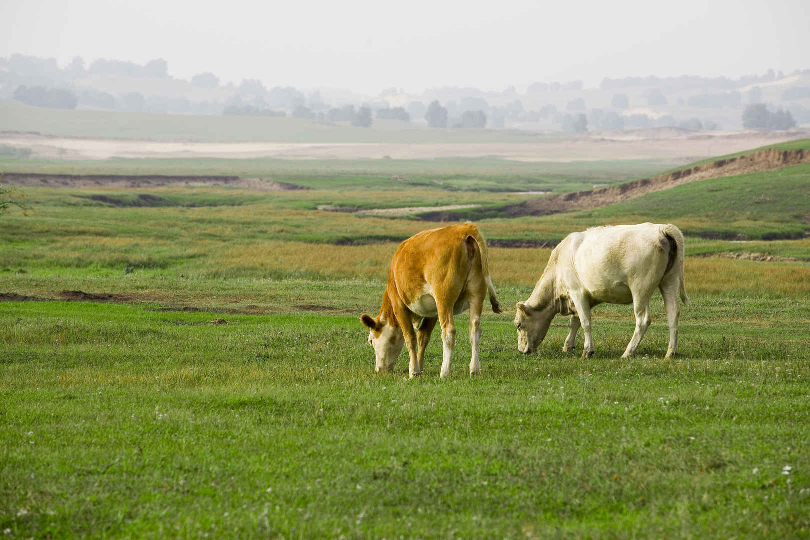 绿色草原上的牛羊图片-