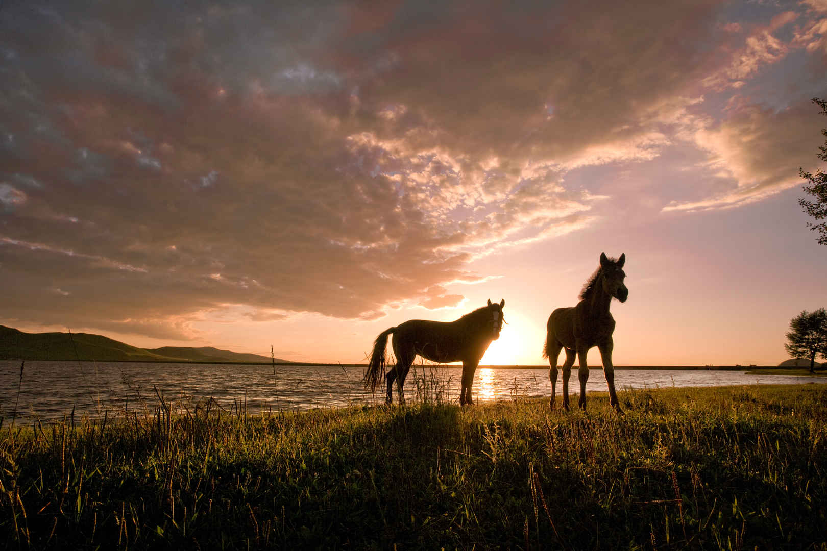 夕阳下马匹唯美图片