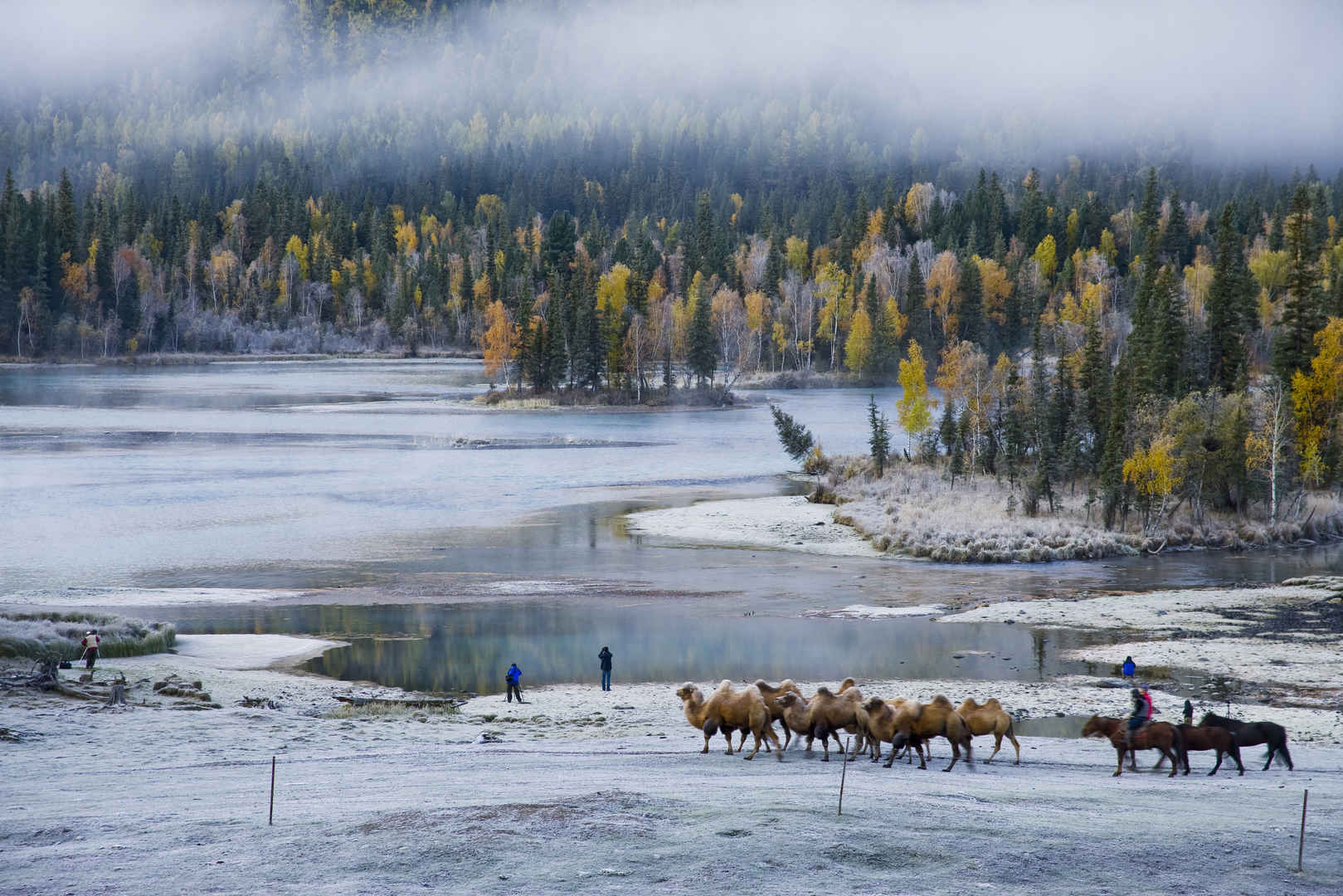 冬季湖泊树林骆驼队图片-