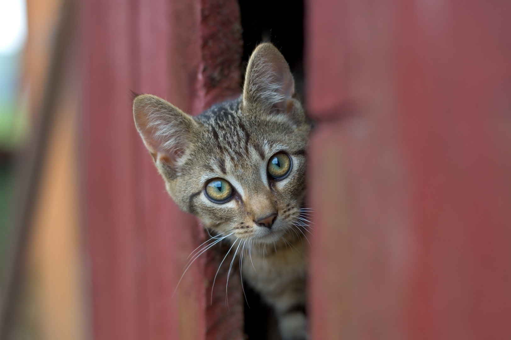 神秘探头的猫咪高清桌面壁纸-