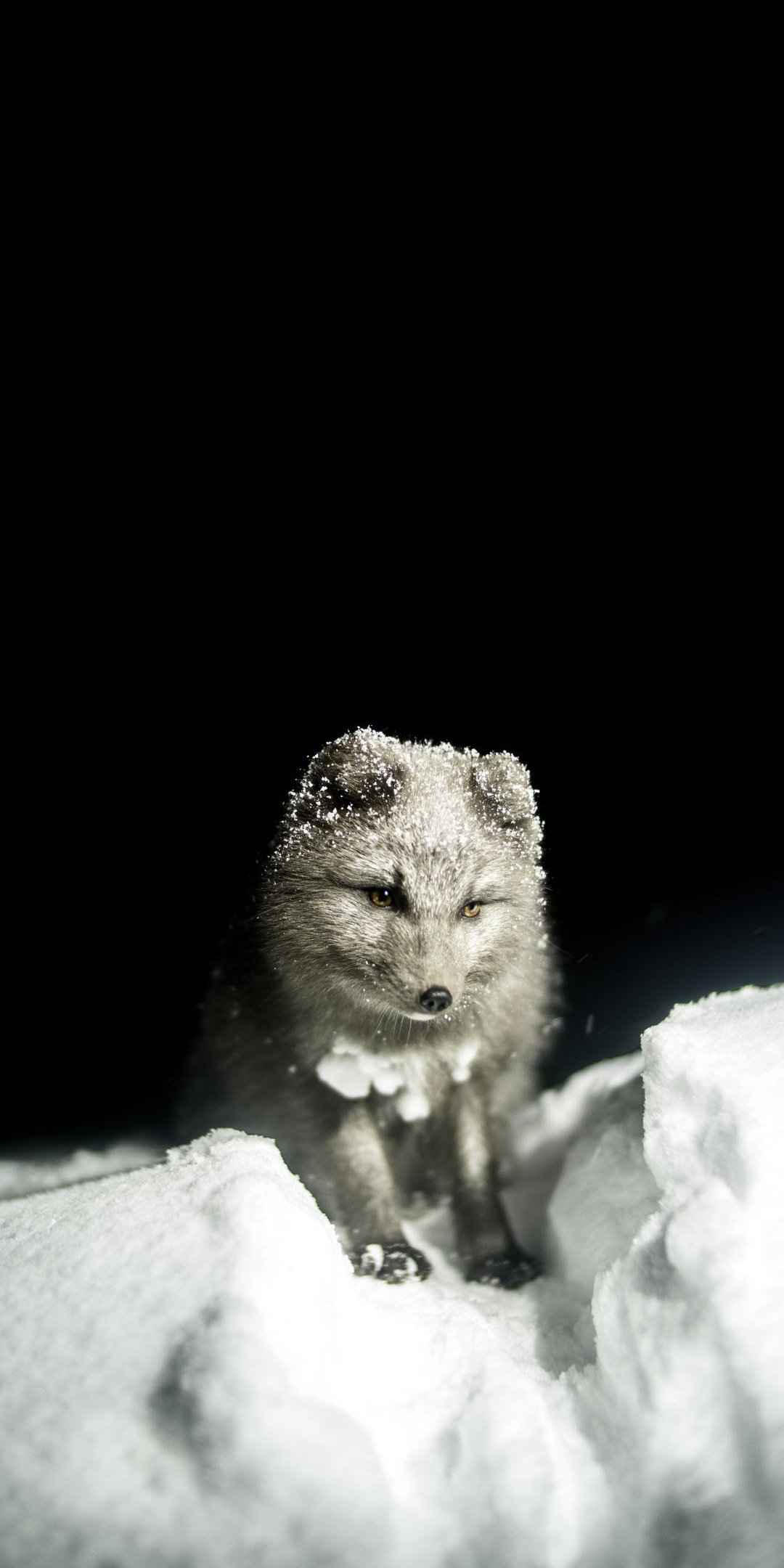 雪地里玩耍的狐狸高清壁纸-