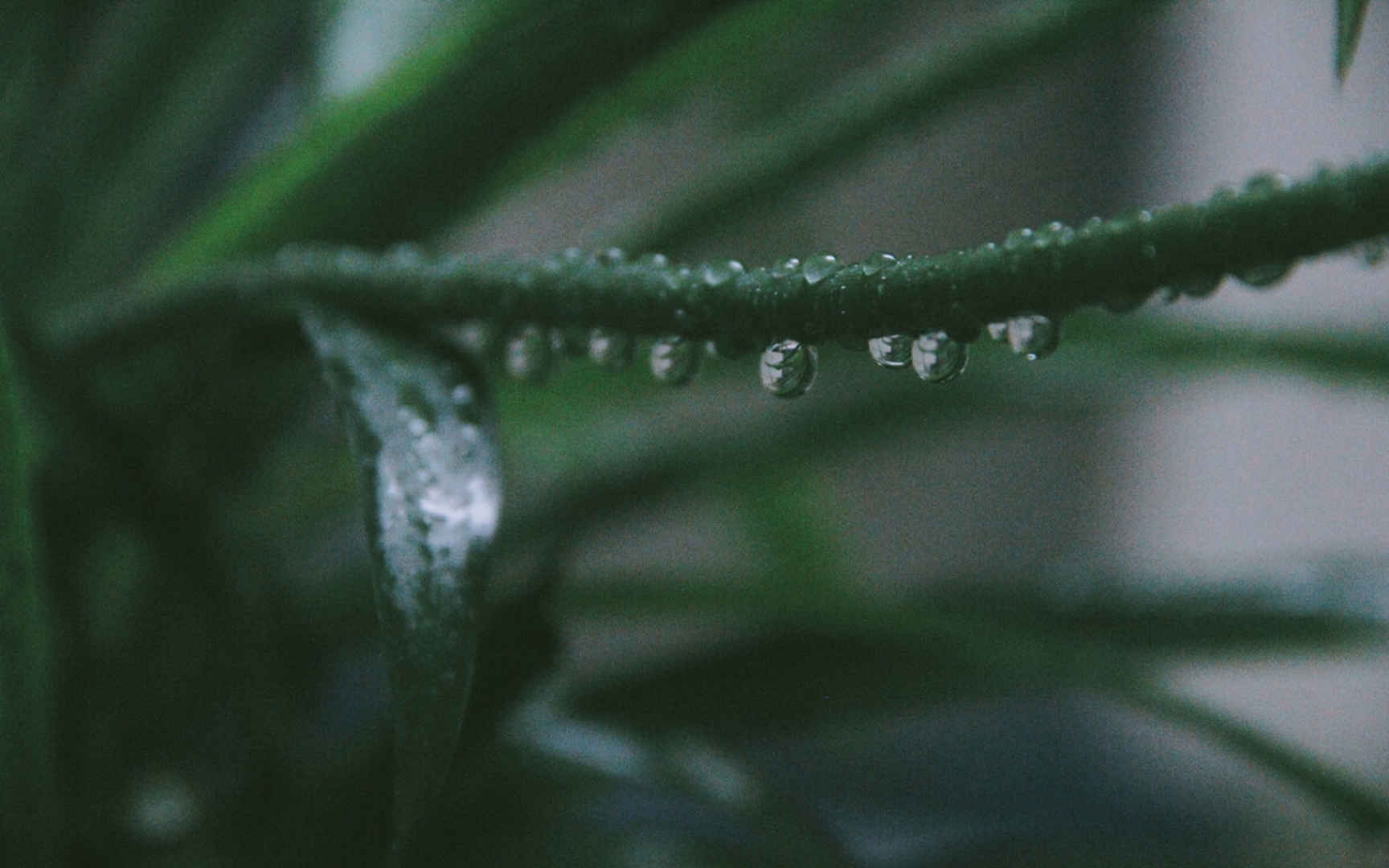 小清新雨后植物图片桌面壁纸-