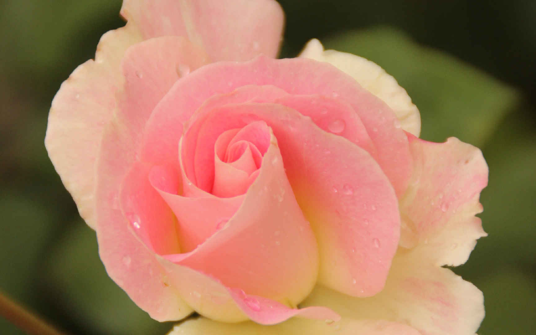 唯美蔷薇花图片桌面壁纸