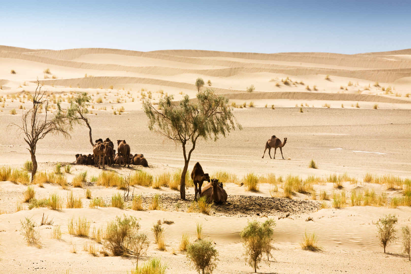 沙漠骆驼图片