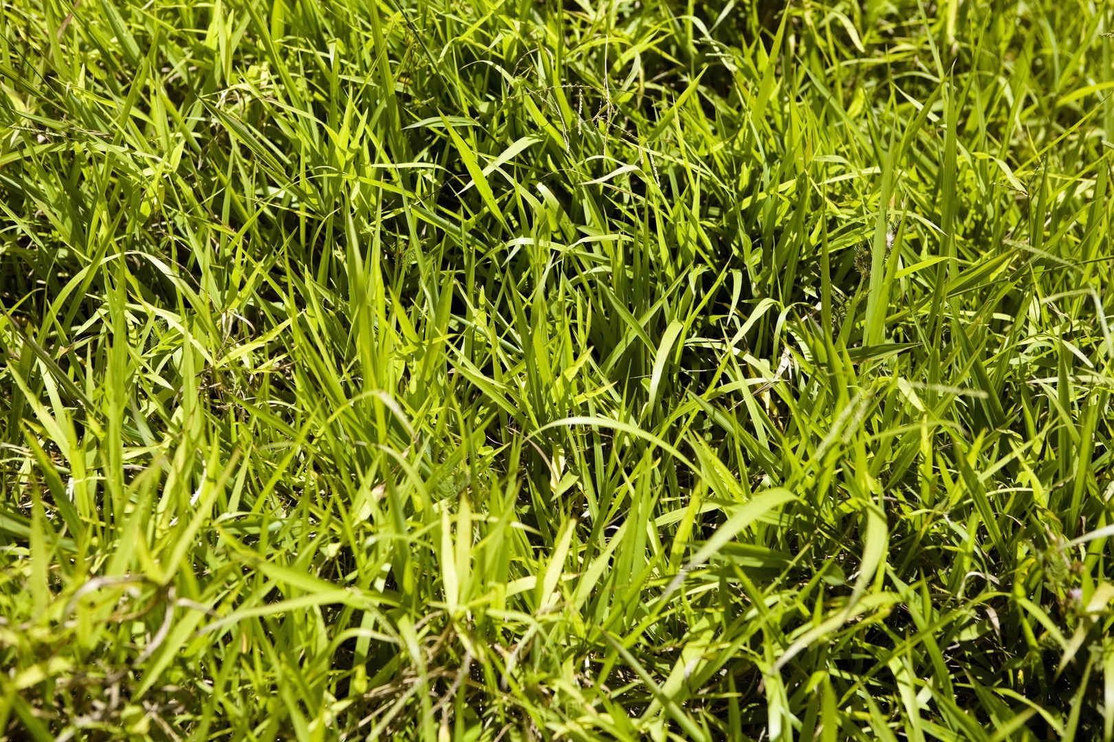 绿色草地背景图-
