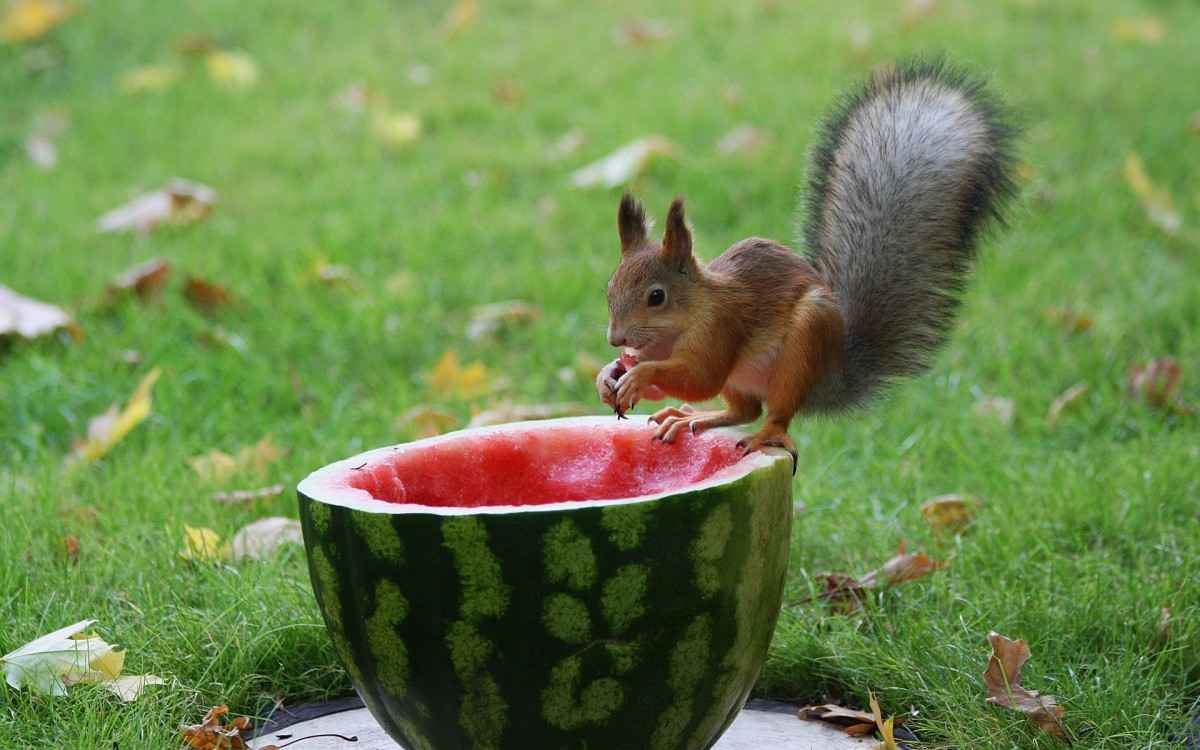可爱小松鼠惬意吃西瓜图片-