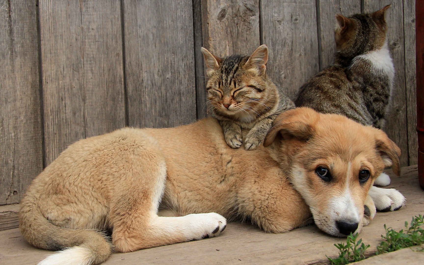猫趴在狗身上可爱治愈系壁纸-