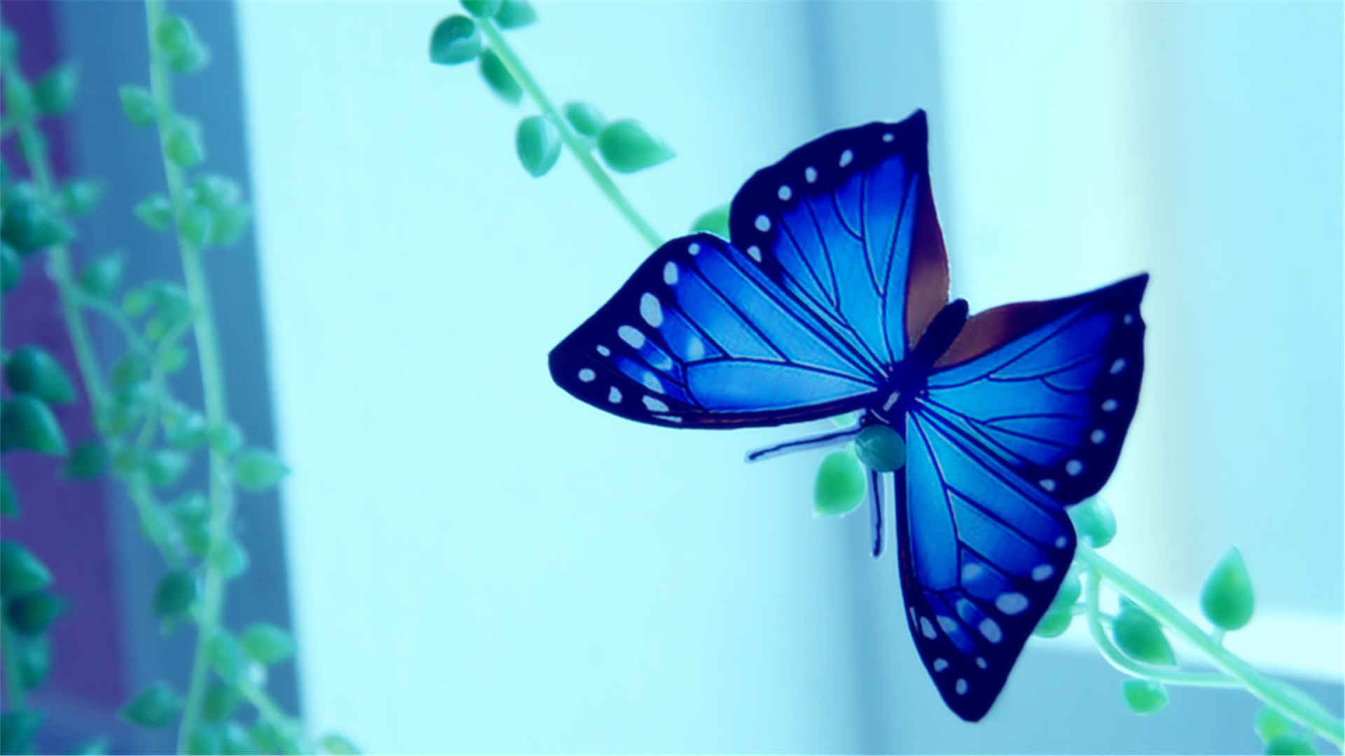 蓝色翅膀蝴蝶美丽图片-