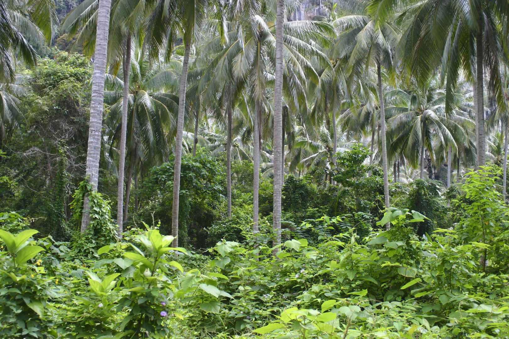 椰子树林图片大全-