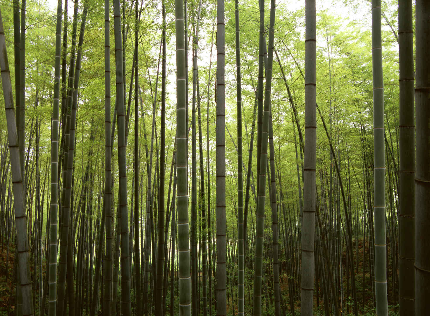 绿色竹林壁纸高清图片-
