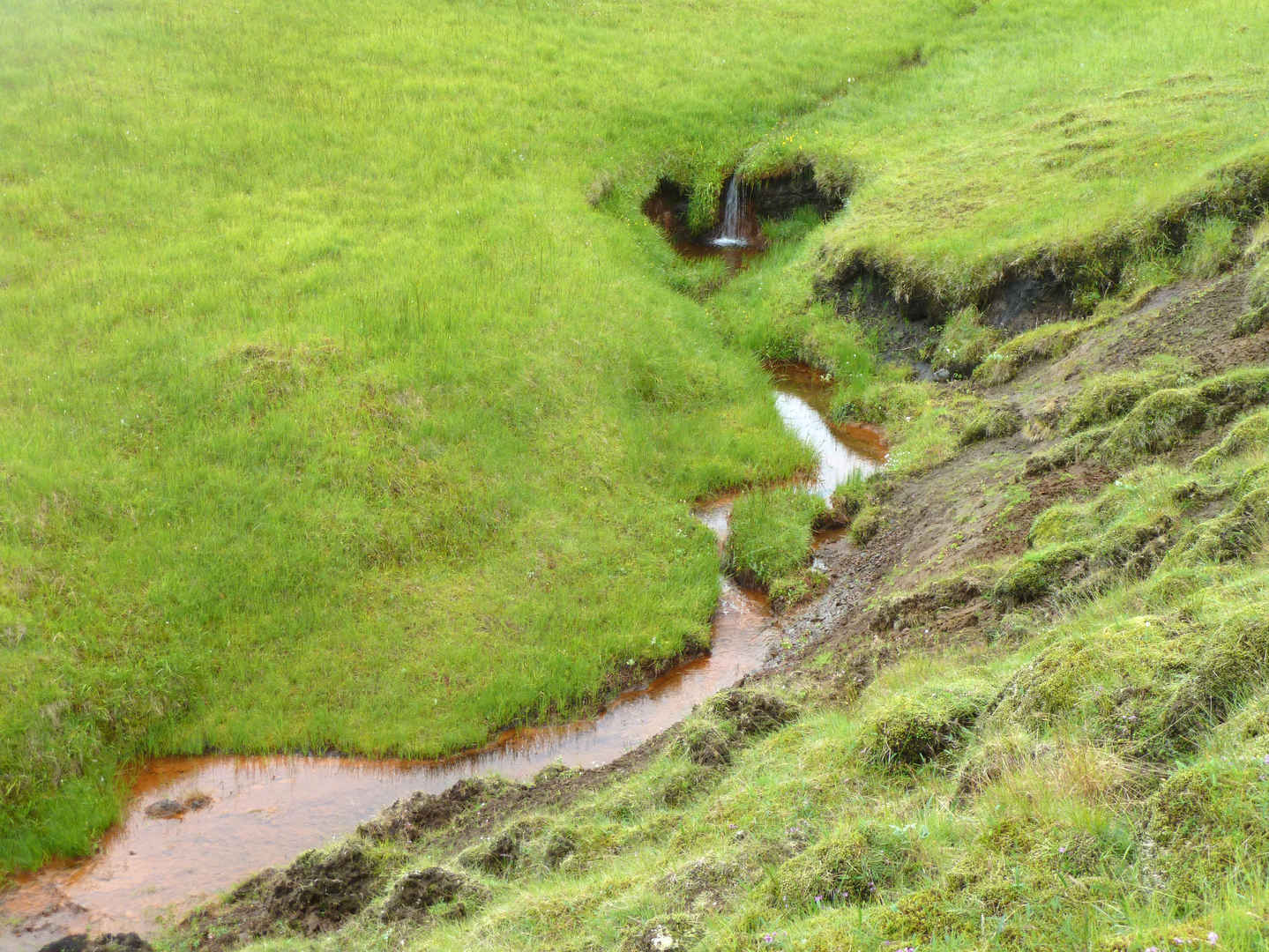 绿色草地低洼流水图片-
