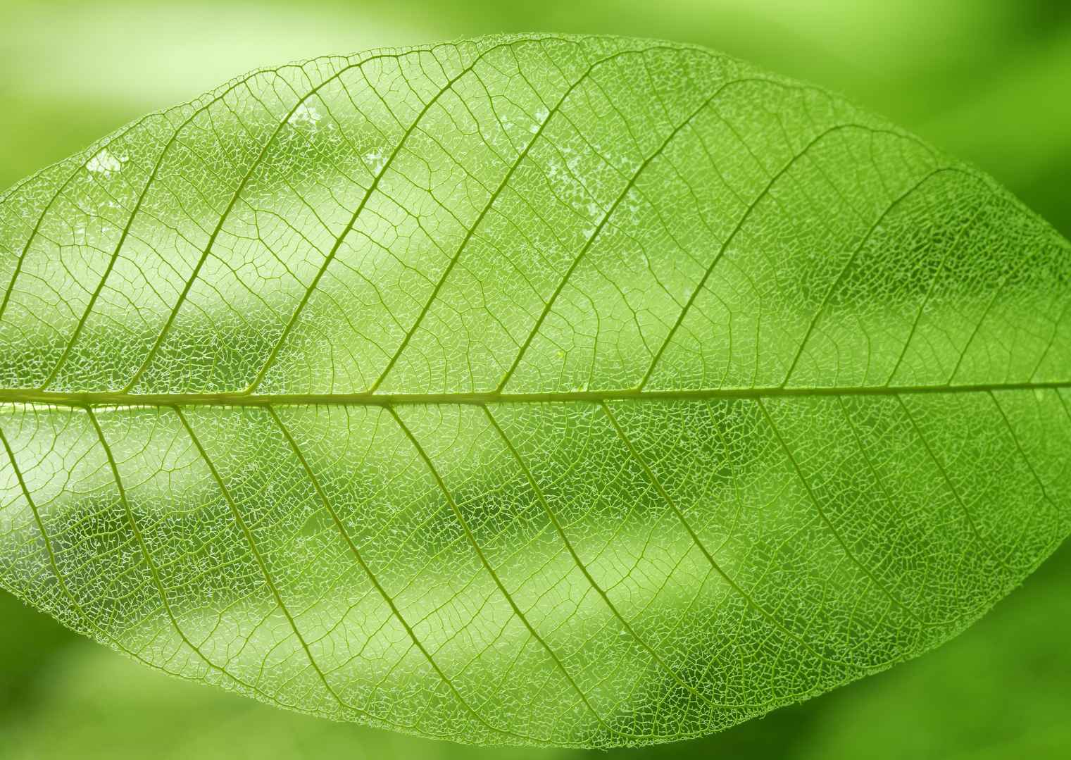 透明绿色树叶壁纸图片-