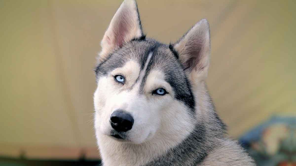 可爱的哈士奇犬图片-