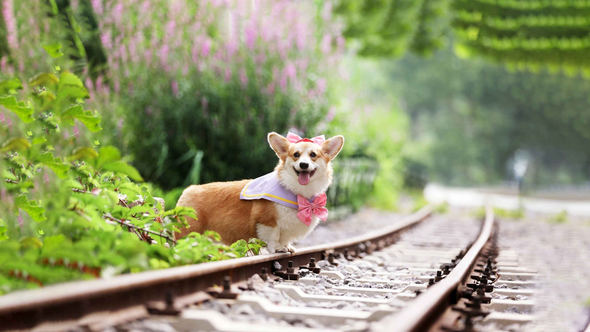 铁路上短腿柯基犬可爱图片-