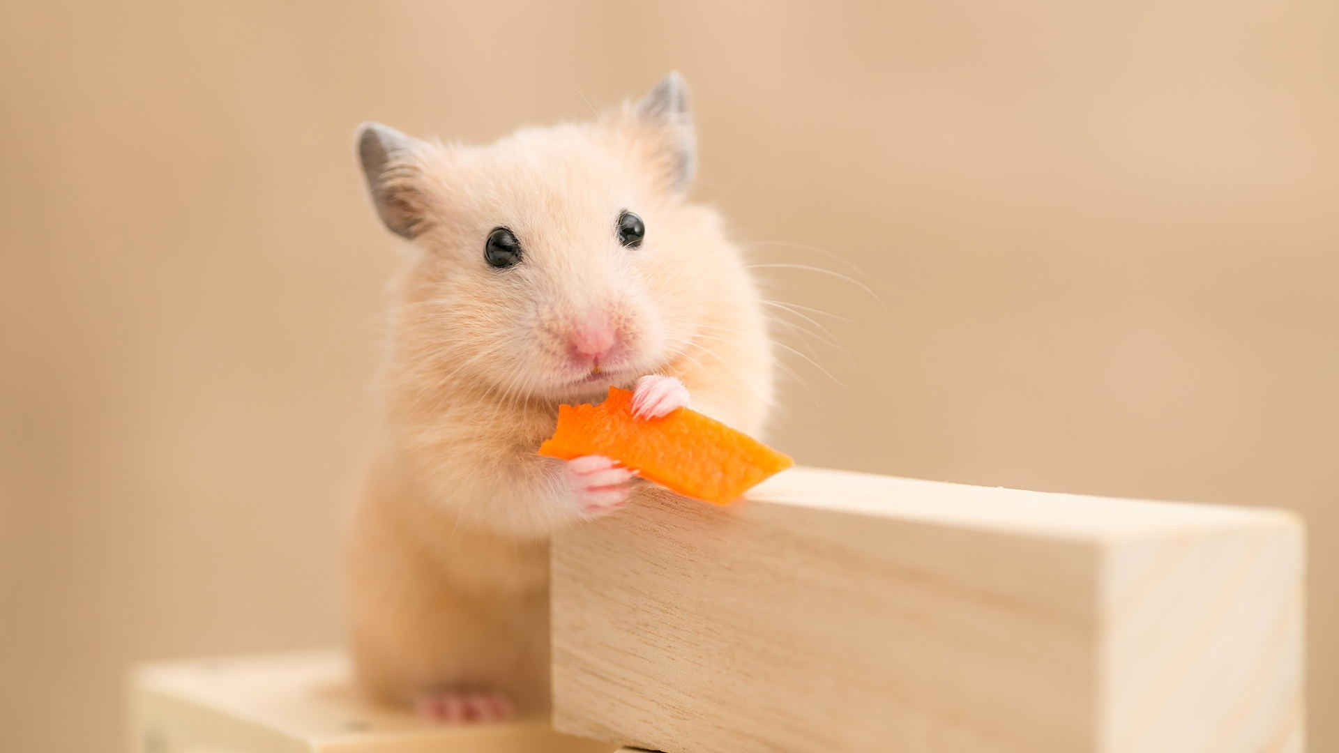 可爱的仓鼠吃红萝卜图片-